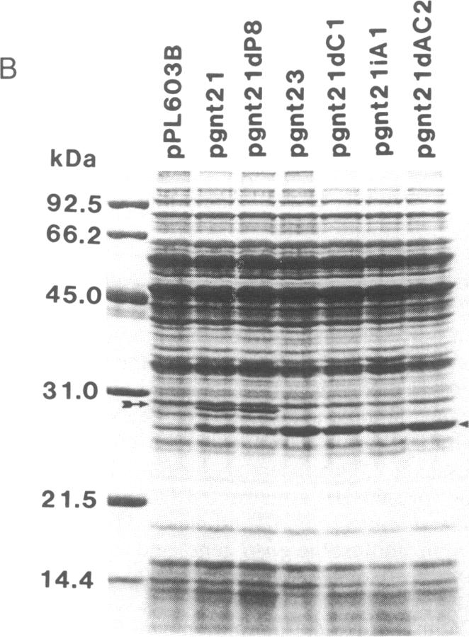 graphic file with name pnas00278-0182-a.jpg