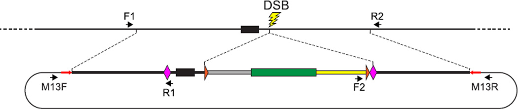 FIGURE 9