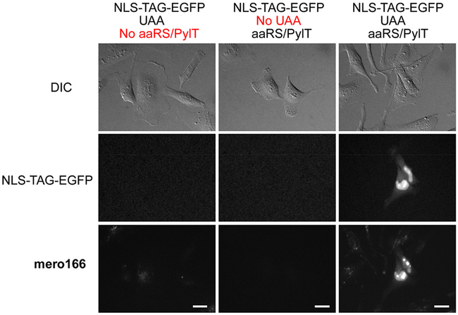 Figure 4.