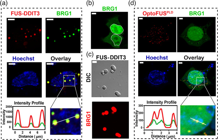 FIGURE 2