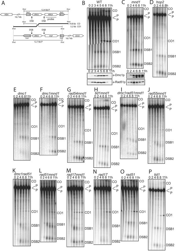 FIG. 1.