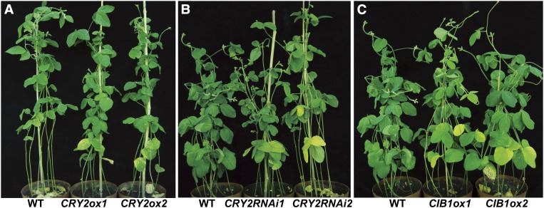 Figure 6.