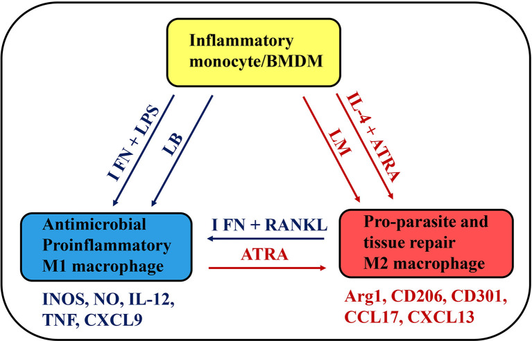 Figure 1