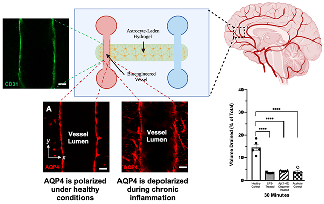 graphic file with name nihms-1828180-f0006.jpg