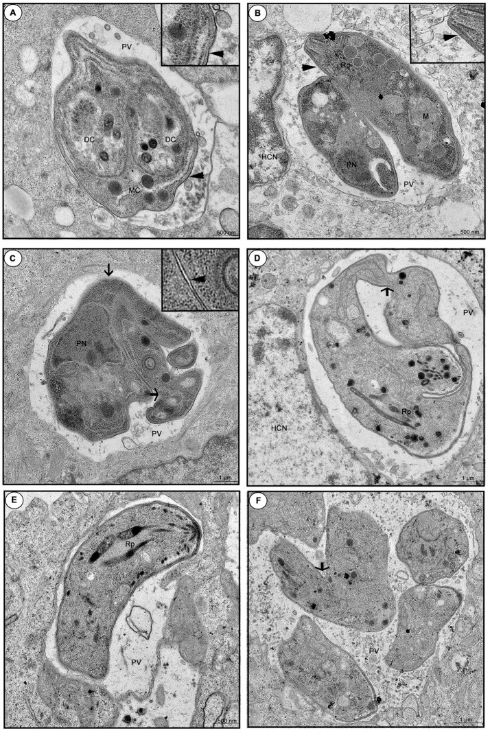 Figure 9