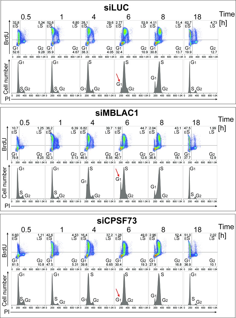 Figure 3—figure supplement 1.