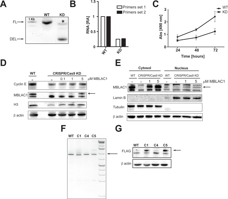 Figure 3—figure supplement 2.