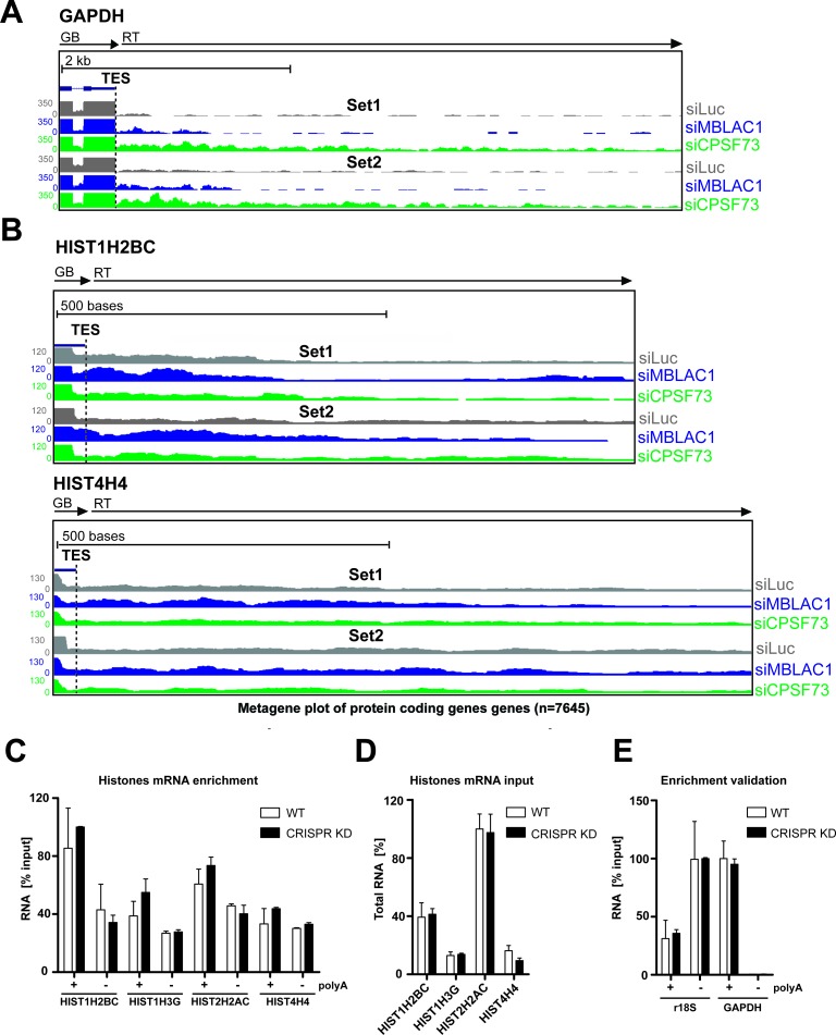 Figure 4—figure supplement 1.