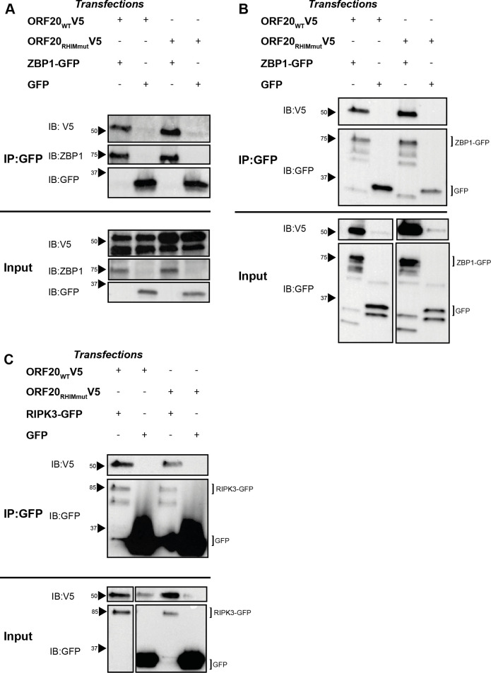 Fig 6