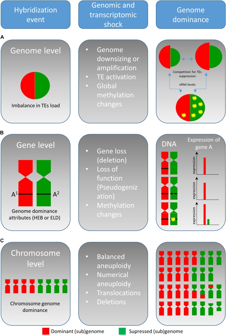 FIGURE 1