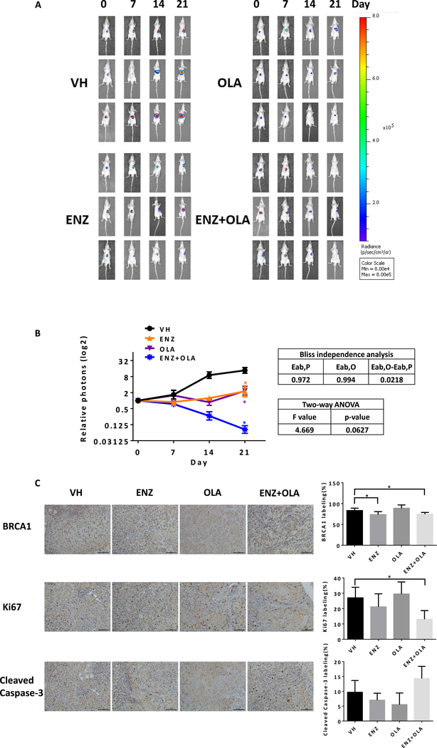 Fig 6.