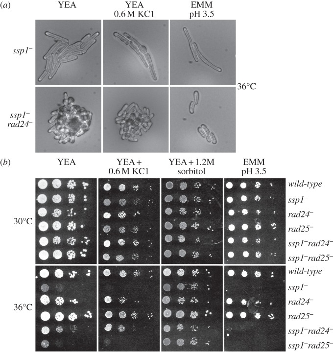 Figure 3.