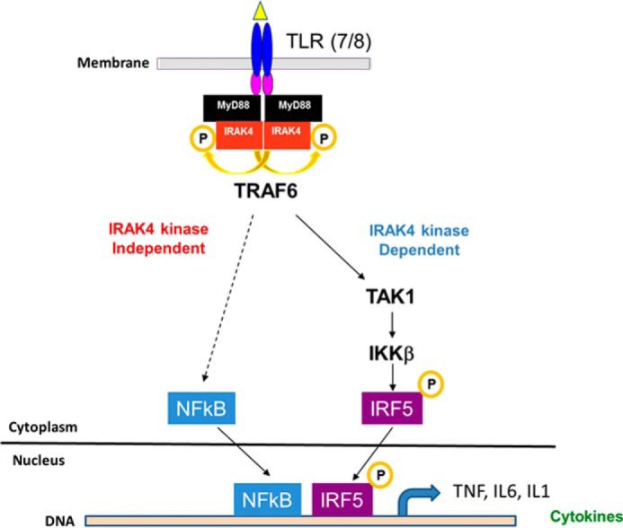 Figure 5.