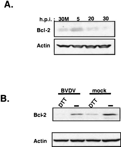 FIG. 5.