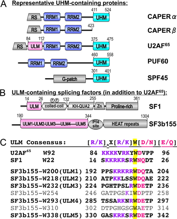 FIGURE 1.