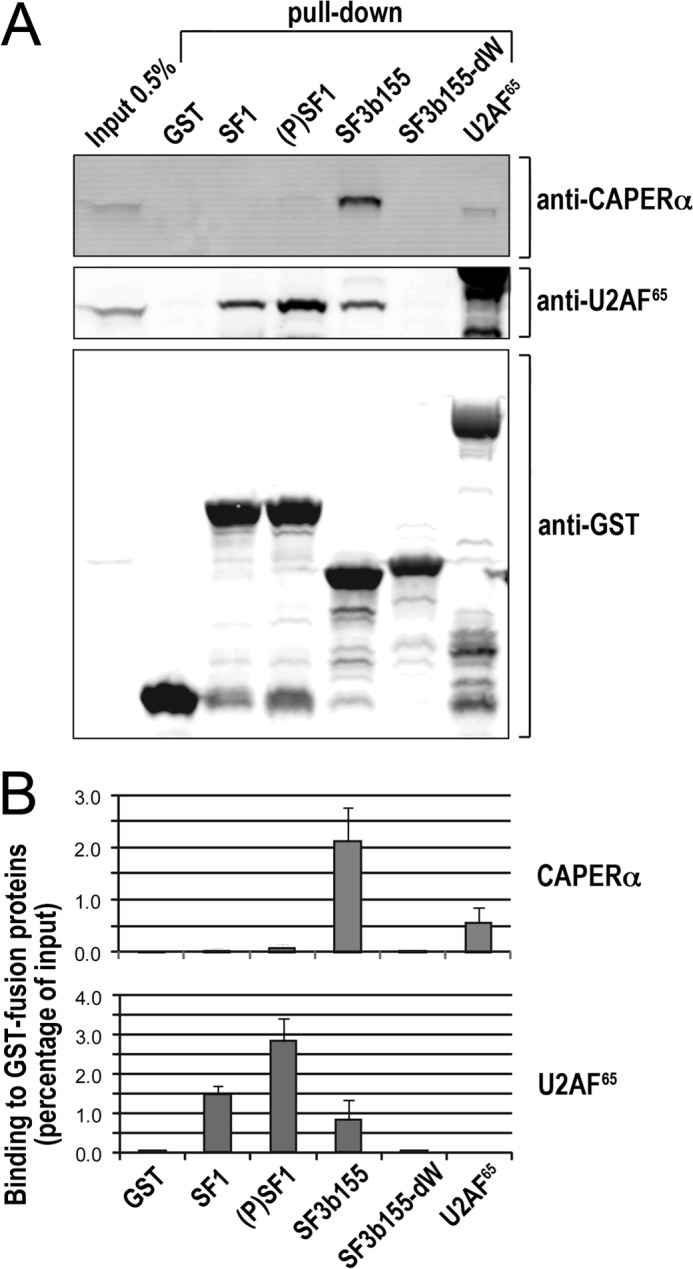 FIGURE 4.