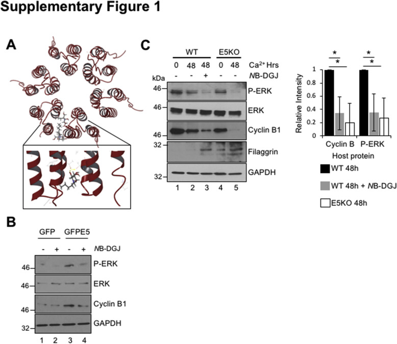 Supplementary Fig. 1