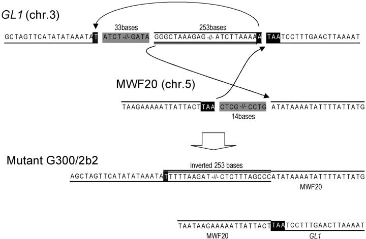 Figure 3.—