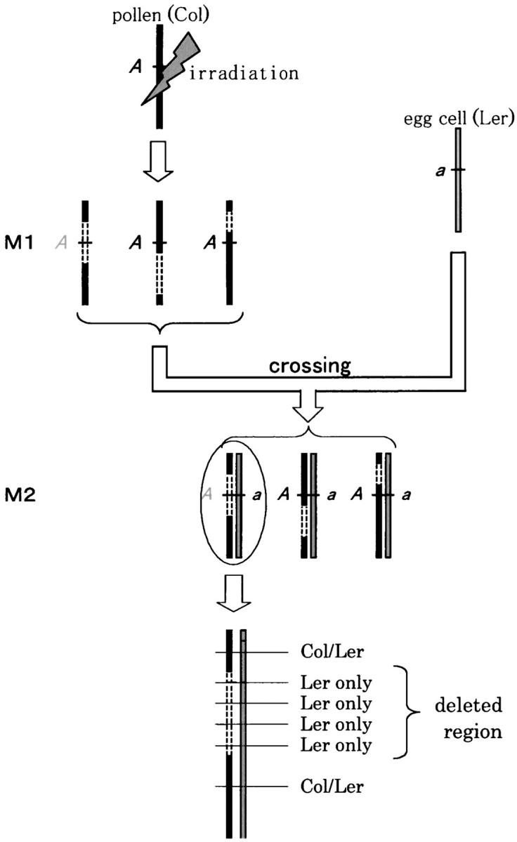 Figure 1.—