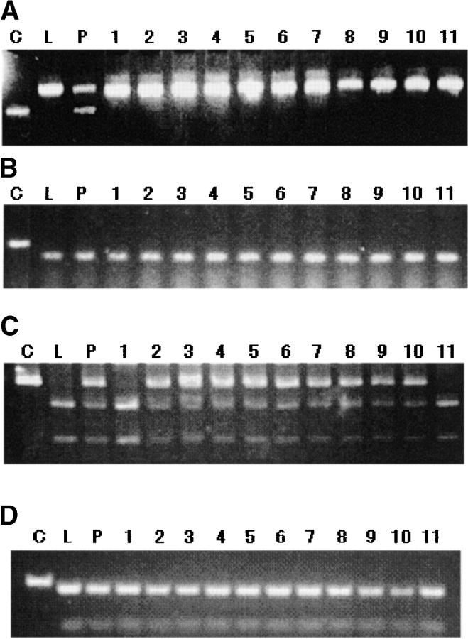 Figure 5.—