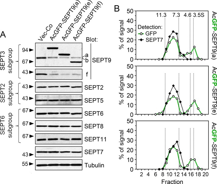 FIGURE 3: