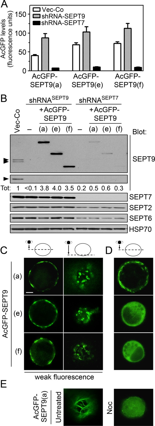 FIGURE 5: