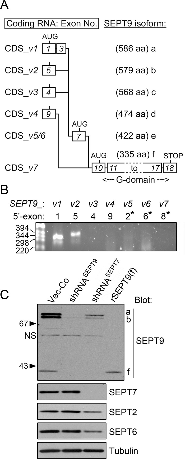 FIGURE 1: