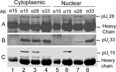 FIG. 7.