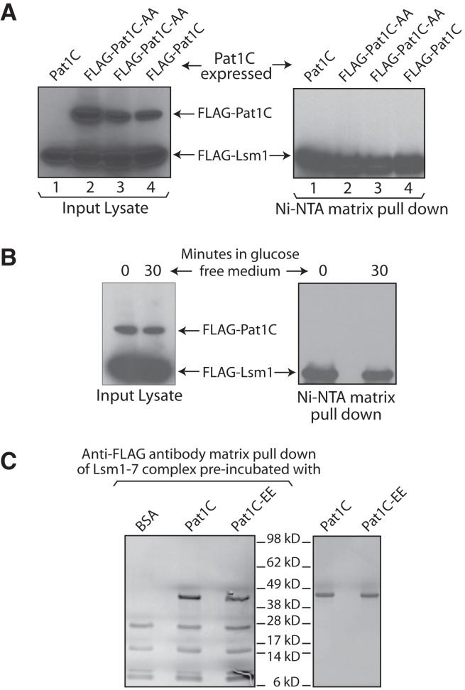 FIGURE 7.