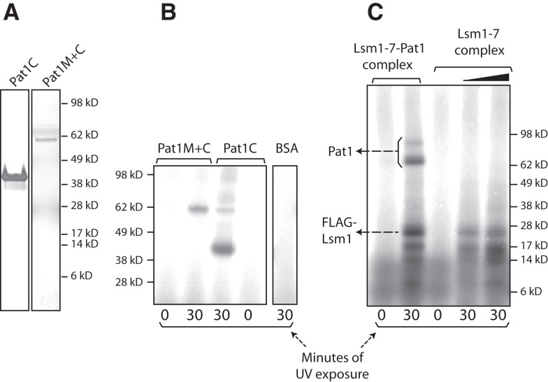 FIGURE 4.