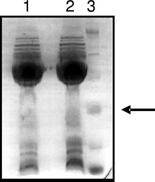 FIG. 3.