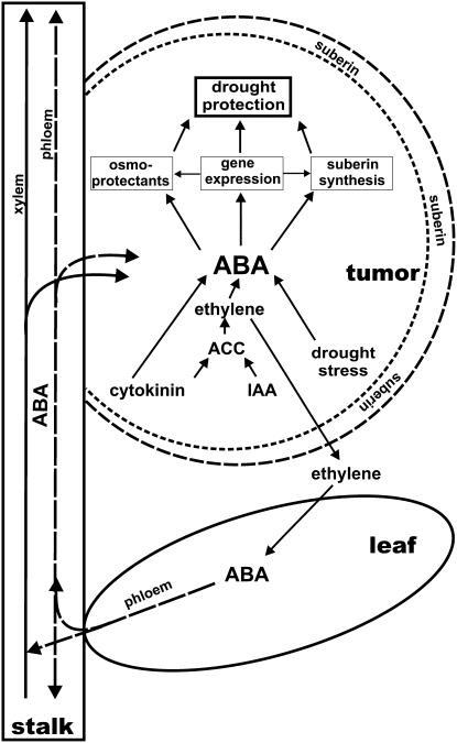 Figure 7.