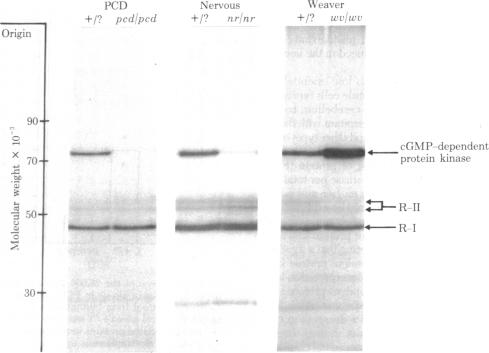 graphic file with name pnas00496-0522-a.jpg