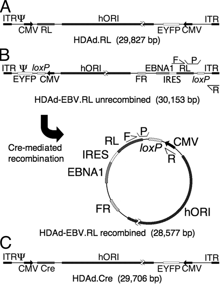 FIG. 1.