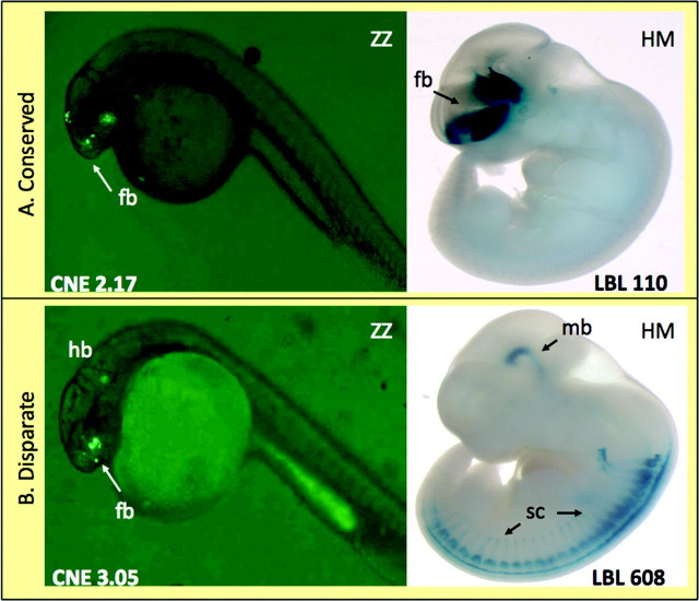 FIG. 2.