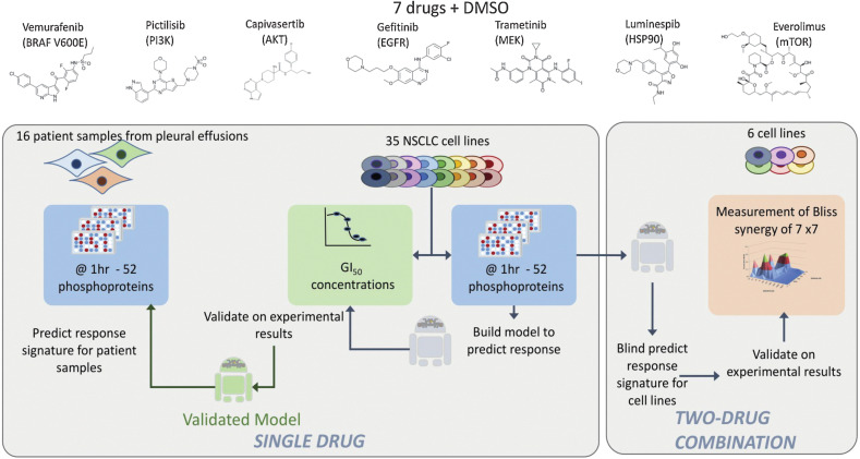 Figure 1. Experimental design. Single drug evaluation: A library of 7 targeted anticancer drugs was used. First, GI50 concentrations were determined in a panel of 35 NSCLC cell lines with diverse genetic backgrounds (44). Second, phosphoproteomic changes of 52 selected proteins were measured after 1 hour of drug exposure of the drugs at clinically relevant concentrations adjusted for protein binding and DMSO controls were measured. The phosphoproteomic protein changes were used to train machine learning predictors of sensitivity, and validated using 100-fold cross validation with a rotating set of 15% leave out for validation and 85% for training (see Materials and Methods). The same phosphoproteomic measurements were also carried out in 16 patient samples obtained from pleural effusions producing profiles that can be fed into the predictive model to predict likely response to each drug of the individual patient samples. Two drug combination: A novel machine learning method (environmental perturbation score) using dynamic phosphoprotein data 35 cell lines exposed to the 7 drugs was used to predict combinations. All pair wise two-drug combinations (7 individual drugs) were tested in six representative NSCLC cell lines and Bliss synergy was calculated for all combinations. The predicted results from the environmental perturbation score was compared with the experimentally validated results.