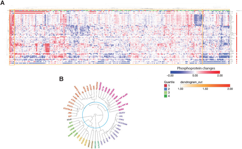 Figure 2. Acute dynamic phosphoproteomic perturbation. A, Hierarchically clustered heatmap showing all 53 phosphoproteomic changes measures across all 35 cell lines exposed to all seven drugs, overlaid with quartiled drug sensitivity annotation, generated using Morpheus. Blue denotes a decreased phosphoprotein, red denotes an increased phosphoprotein. Drug sensitivity quartiles are as illustrated and discussed in Fig. 3A. Clusters are highlighted with yellow boxes. B, Unrooted dendrogram representing clustering of phosphorylated proteins measured across entire dataset, showing that receptor tyrosine kinases cluster together. Colors represent distinct clusters of the dendrogram, as per slicing at the level annotated by the turquoise line.