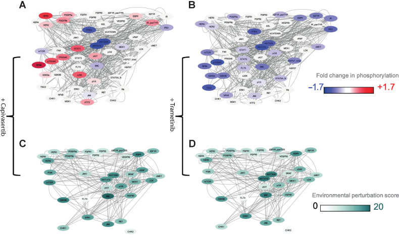 Figure 4. Dynamic changes in phosphoproteins and EPS. Exemplar of results in a cell line HCC827. A and B, Network diagrams showing phosphoproteomic changes and drug targets with color gradient blue (−1.7) and red (+1.7). Nodes that are drug targets but where phosphorylation has not been measured are denoted in gray that is, HSP90, PI3K and BRAF. A, Shows phosphoproteomic changes related to exposure to the AKT inhibitor capivasertib; B, Shows phosphoproteomic changes related to exposure to the MEK inhibitor trametinib. C and D, Show EPS calculated for nodes that are tractable on CanSAR. C, Shows EPS scores upon exposure to the AKT inhibition capivasertib. D, Shows EPS scores upon exposure the MEK inhibitor trametinib.