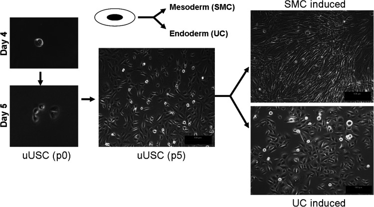 
FIG. 3.
