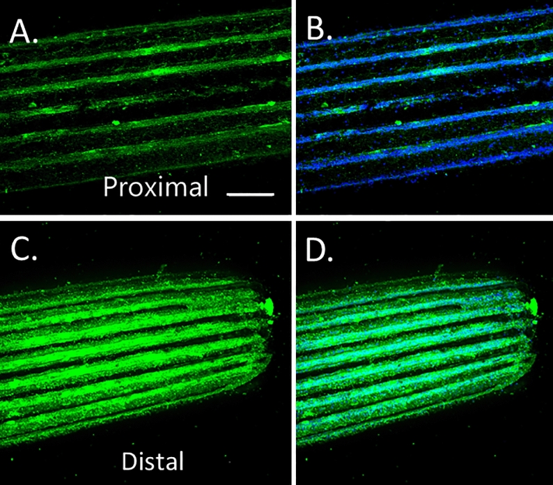 Fig. 11