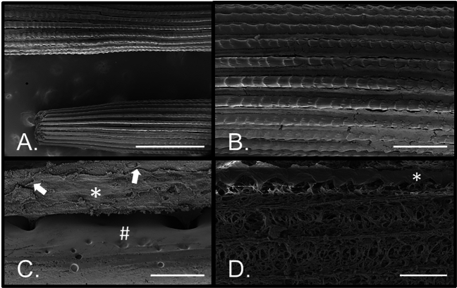 Fig. 6