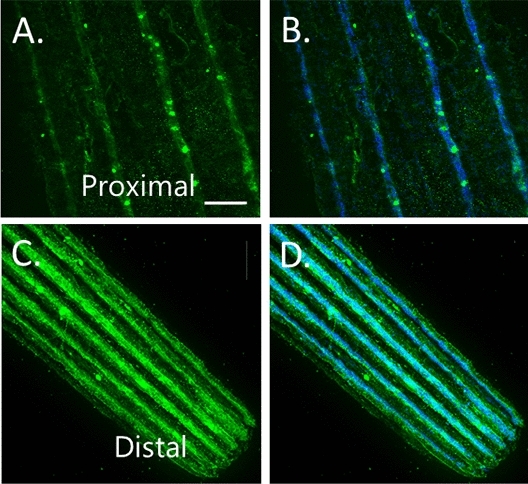 Fig. 10