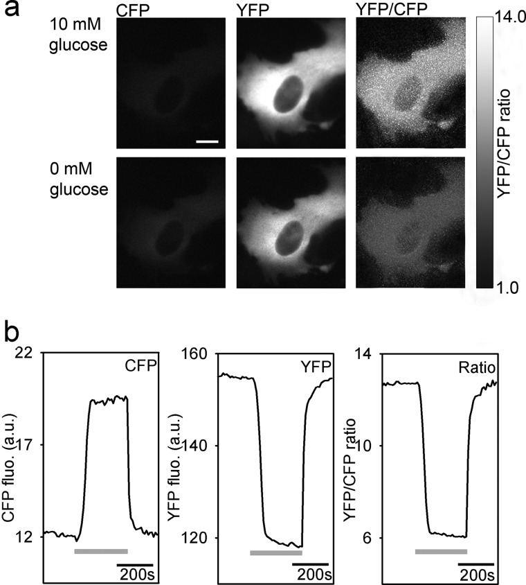 FIGURE 1.