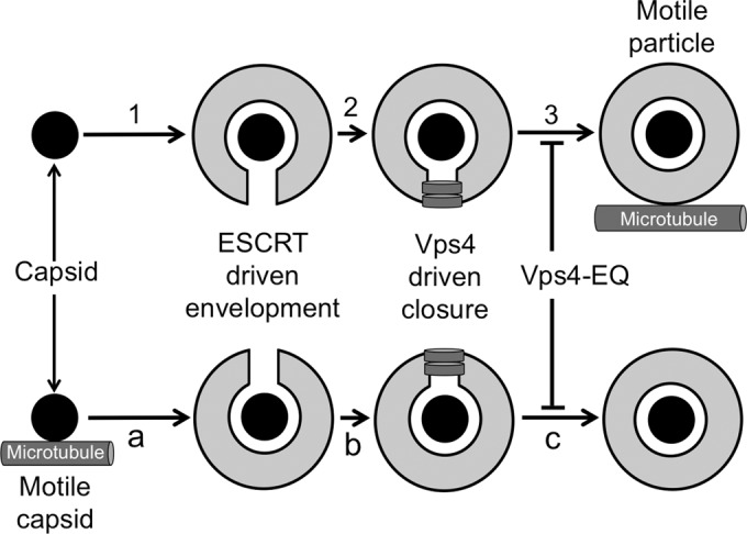 FIG 1