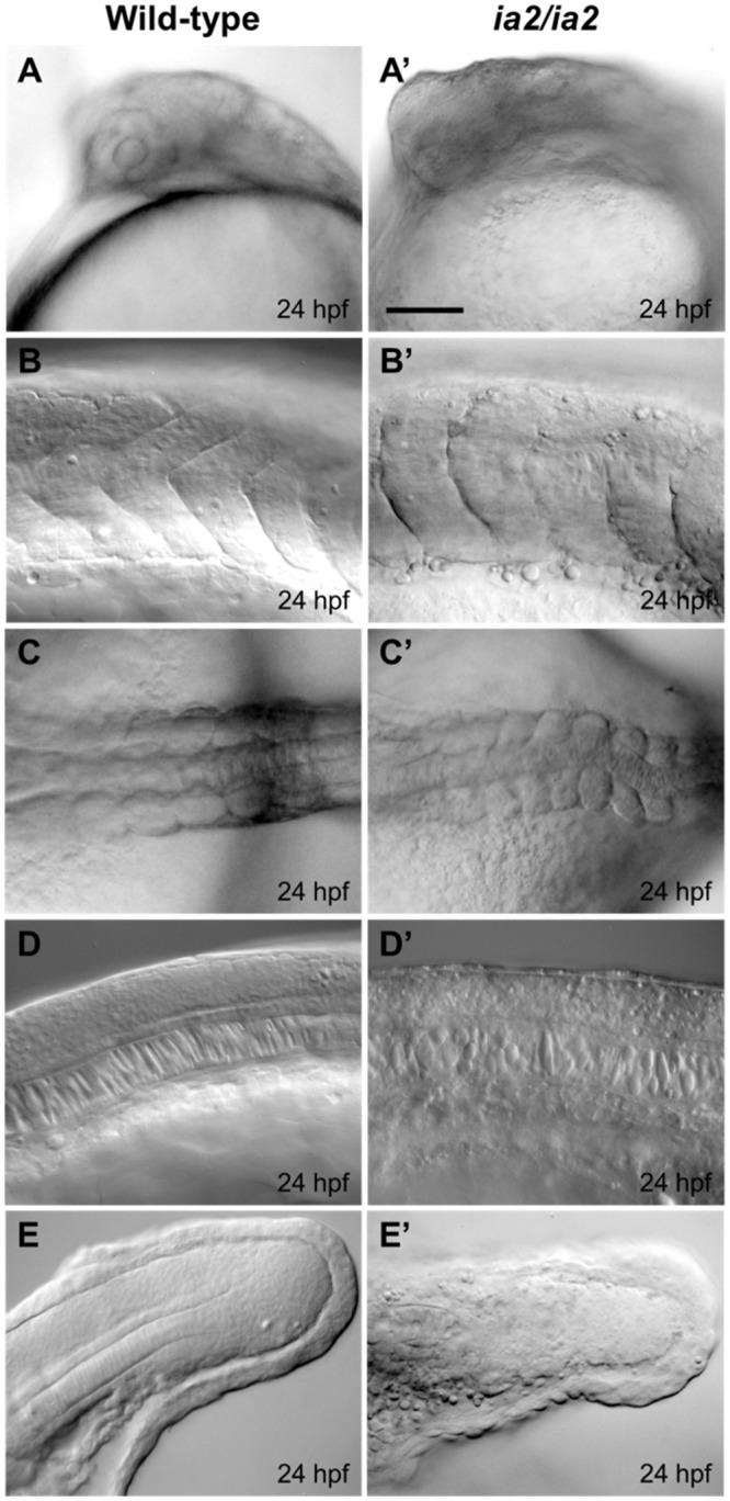 Fig 2