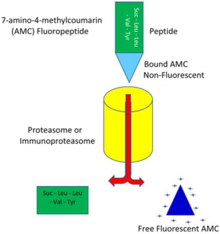 graphic file with name nihms-1535988-f0001.jpg