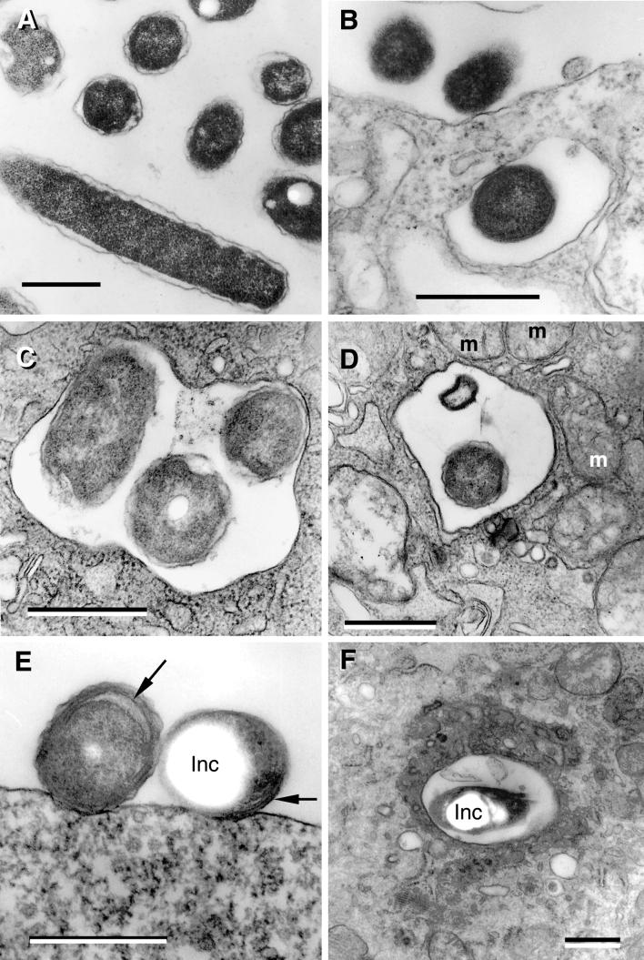 FIG.2.