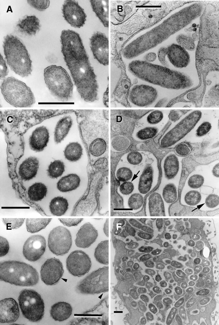 FIG.4.