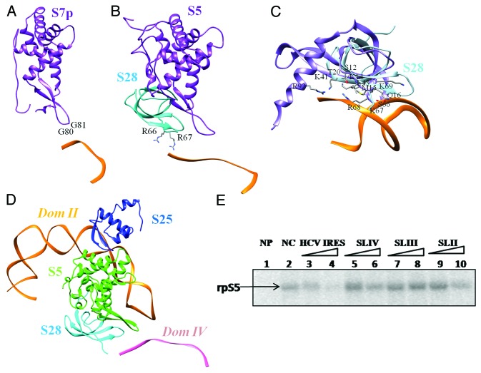 graphic file with name rna-11-891-g4.jpg