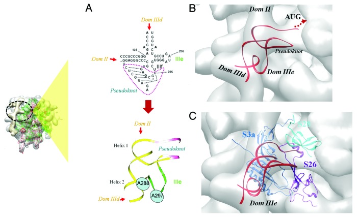 graphic file with name rna-11-891-g5.jpg